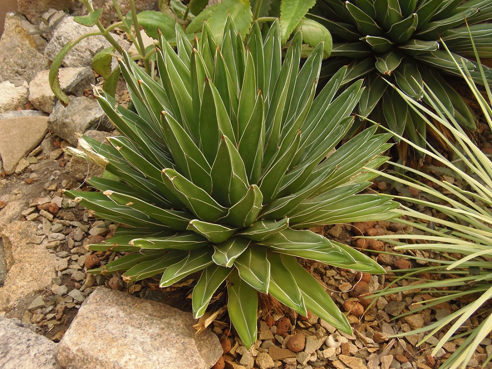 Изображение особи Agave victoriae-reginae.