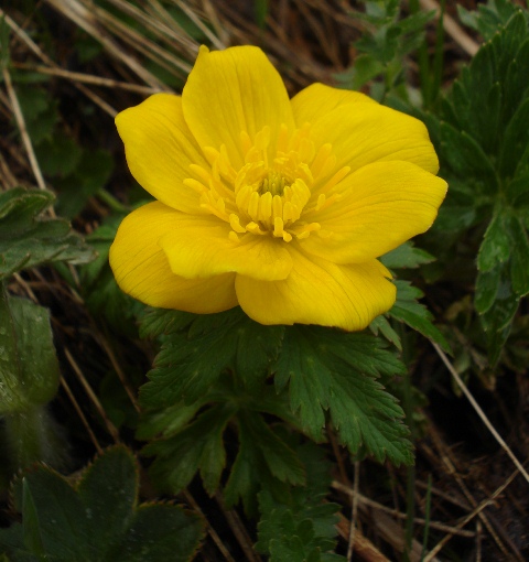 Изображение особи Trollius ranunculinus.