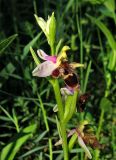 Ophrys oestrifera