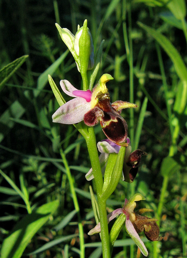 Image of Ophrys oestrifera specimen.