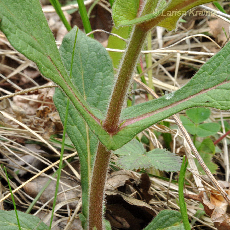 Image of Triosteum sinuatum specimen.