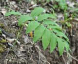 Polygonatum orientale