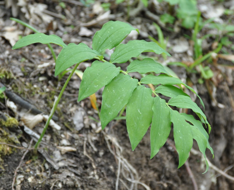 Image of Polygonatum orientale specimen.