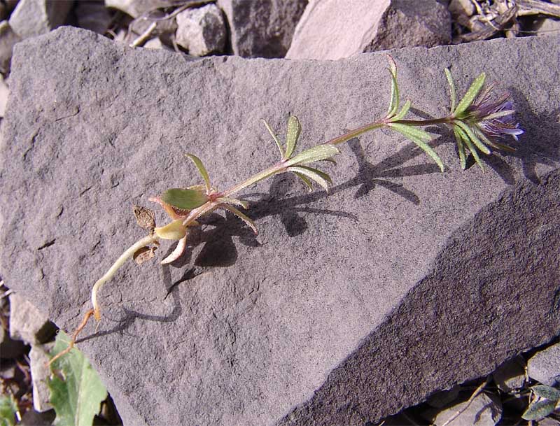 Изображение особи Asperula setosa.