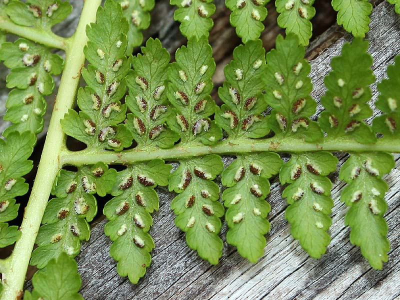 Image of Athyrium filix-femina specimen.