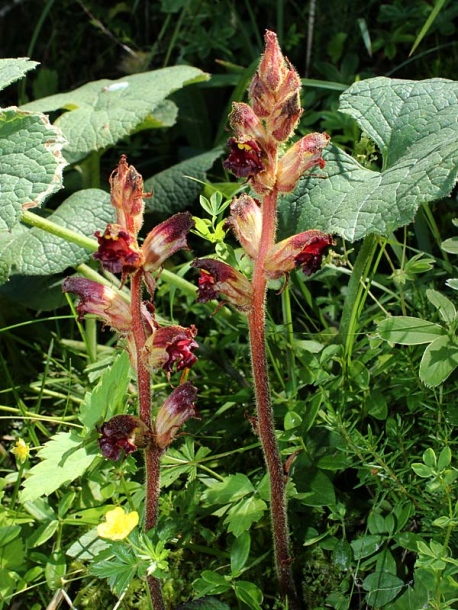 Изображение особи Orobanche gracilis.