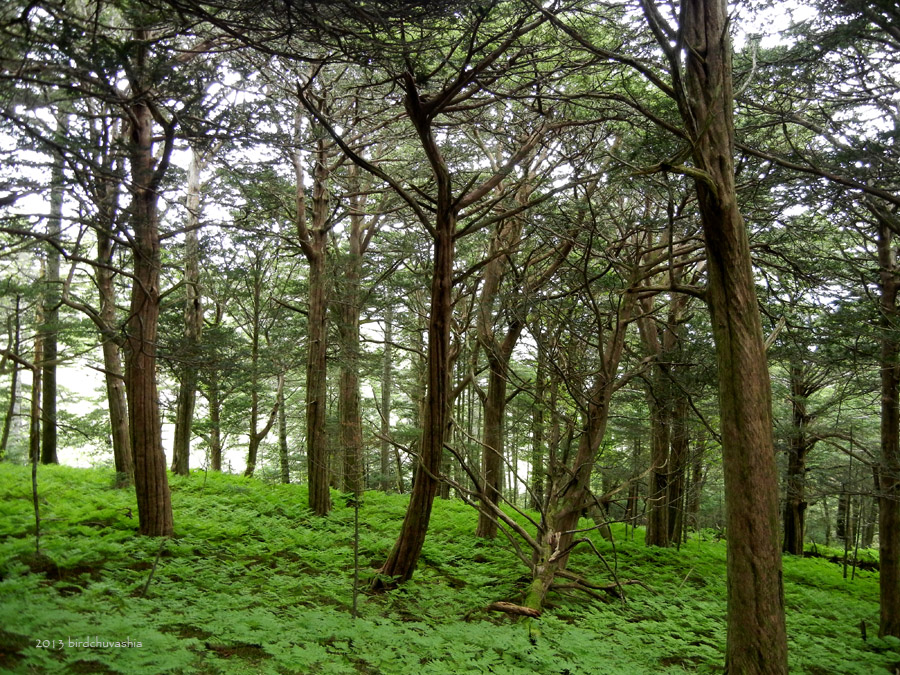 Image of Taxus cuspidata specimen.