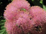 Callicarpa japonica. Соцветие. Абхазия, г. Сухум, ботанический сад. 12.06.2012.