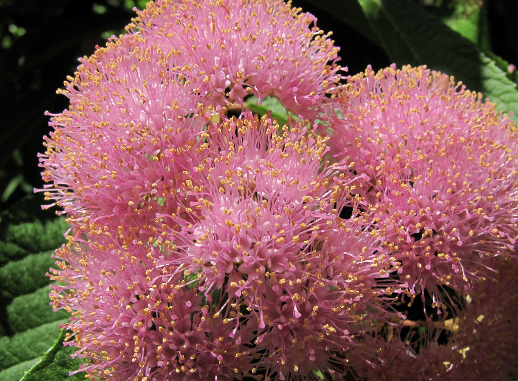 Изображение особи Callicarpa japonica.