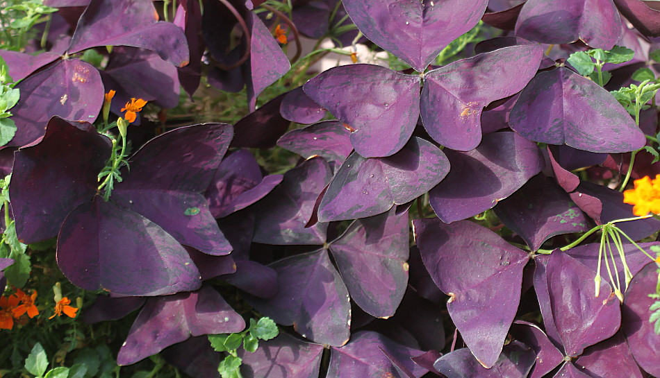 Image of Oxalis triangularis specimen.