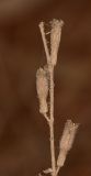 Silene palaestina
