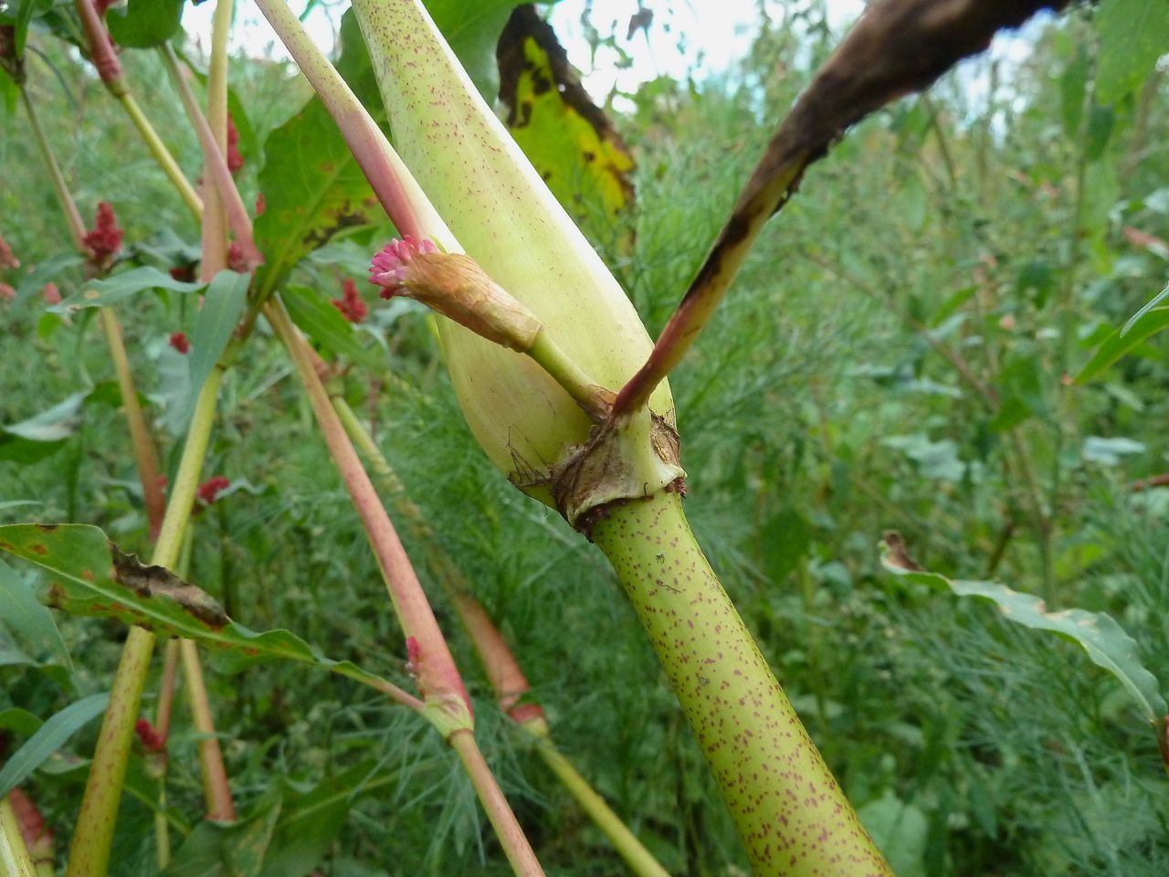Image of Persicaria lapathifolia specimen.