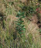 Artemisia vulgaris