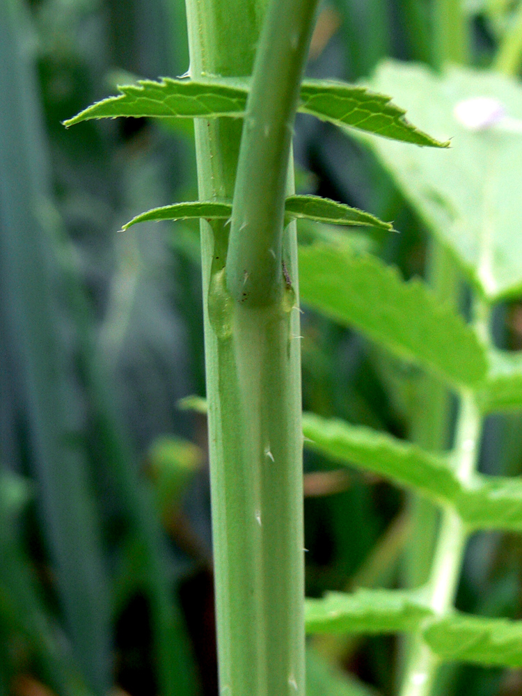Image of Raphanus raphanistroides specimen.