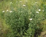 Achillea millefolium