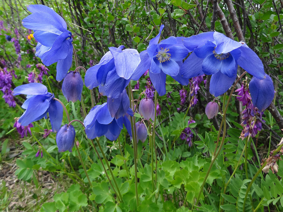 Изображение особи Aquilegia glandulosa.