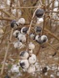 Ligustrum vulgare