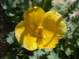 Glaucium flavum. Цветок. Южный берег Крыма, г. Алушта, на территории гостиницы. 26 августа 2013 г.