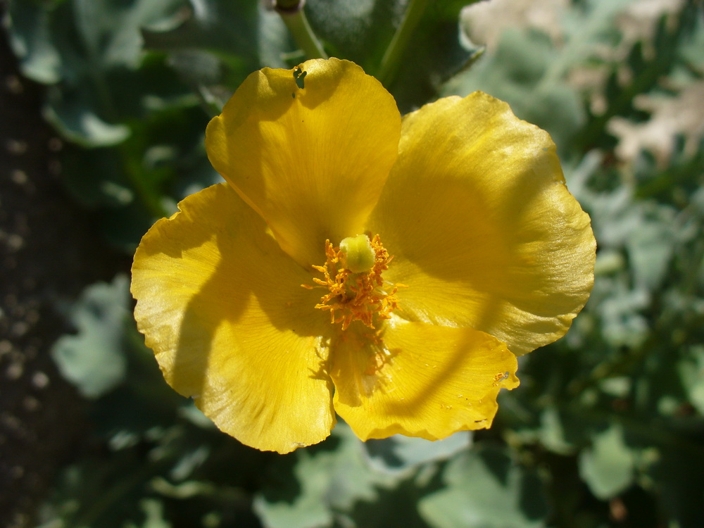 Изображение особи Glaucium flavum.