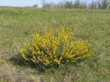 Chamaecytisus ruthenicus. Цветущее растение на склоне степной балки. Украина, Донецкая обл., Новоазовский р-н, балка Харцызская. 01.05.2013.