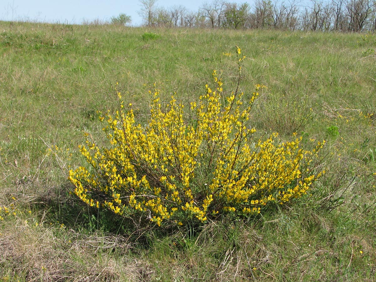 Изображение особи Chamaecytisus ruthenicus.