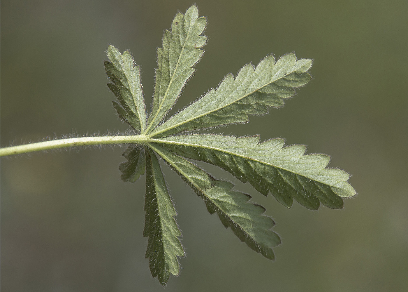 Image of Potentilla humifusa specimen.