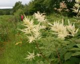 Aruncus dioicus