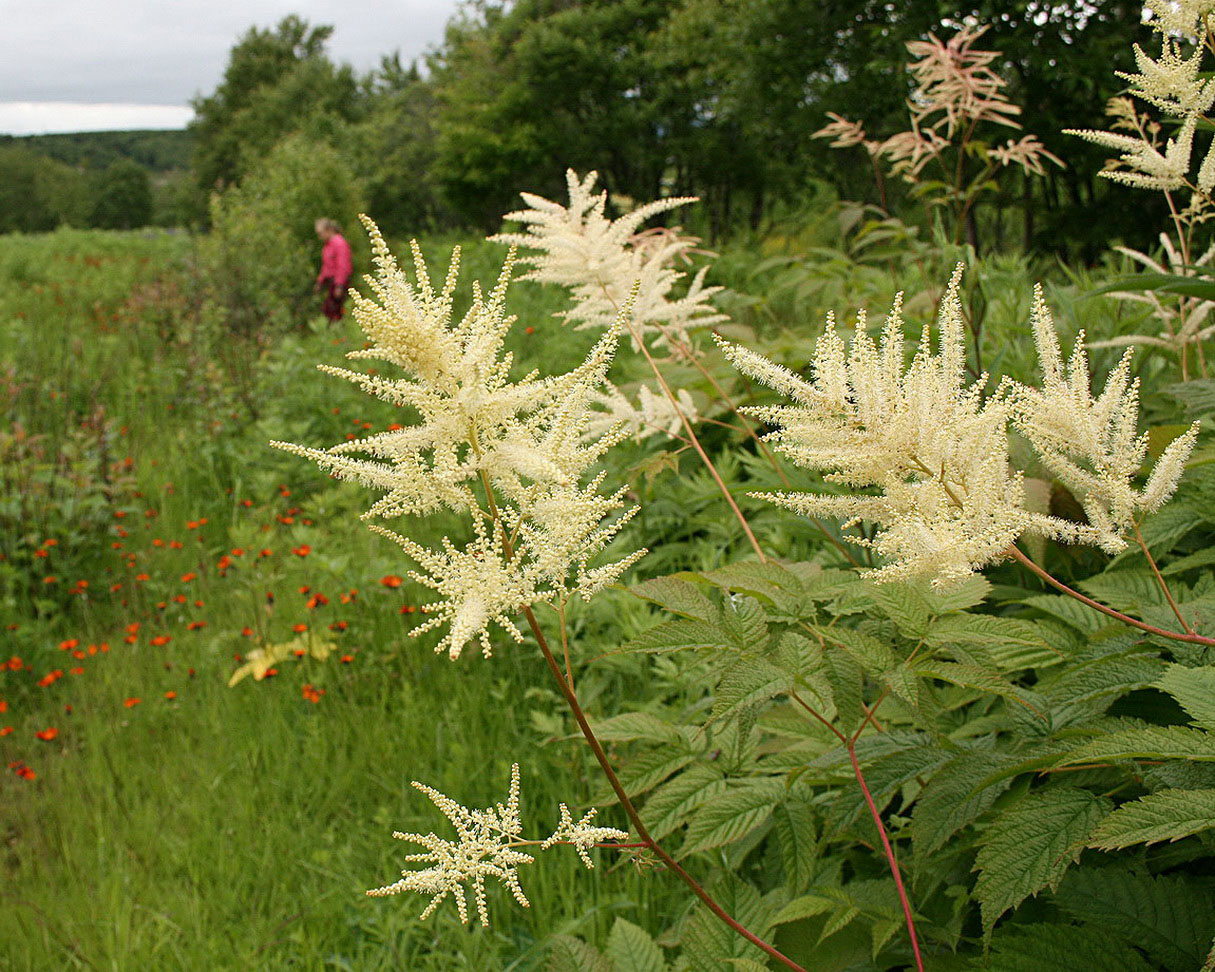 Image of Aruncus dioicus specimen.