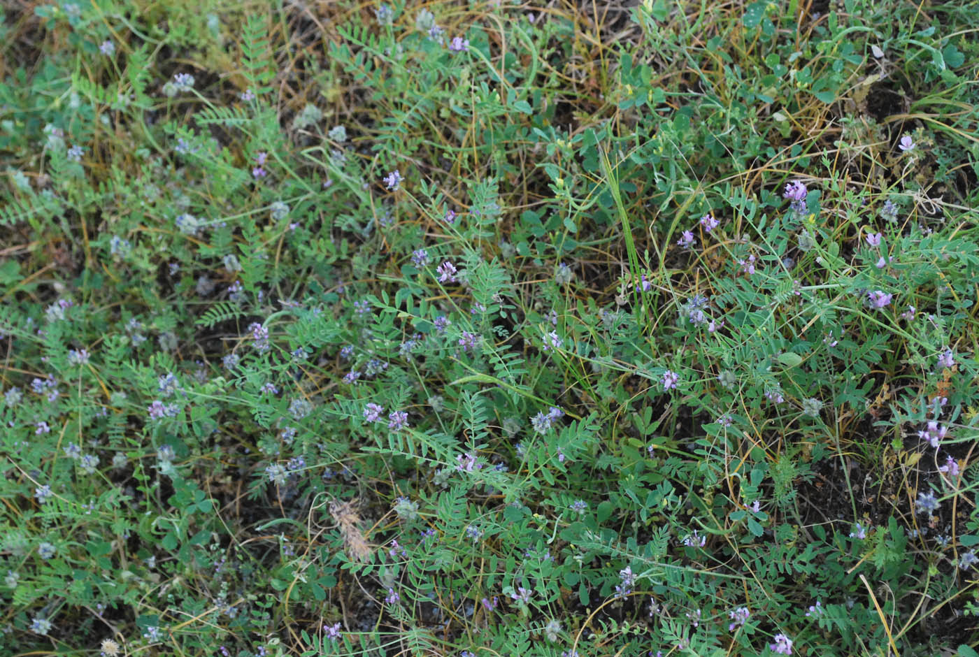 Изображение особи Astragalus filicaulis.