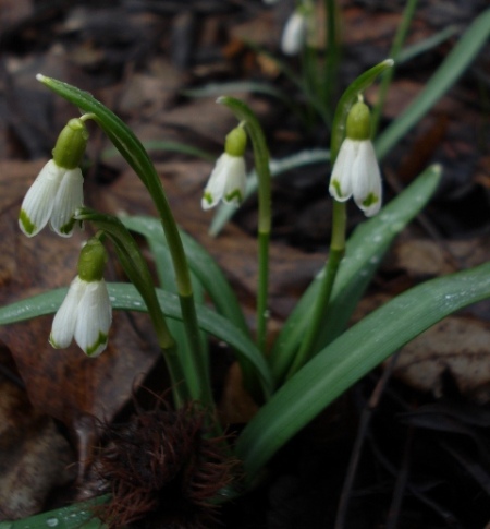 Image of Galanthus nivalis specimen.