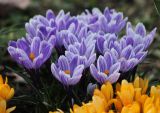 Crocus vernus