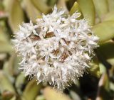 Sedum adolphi