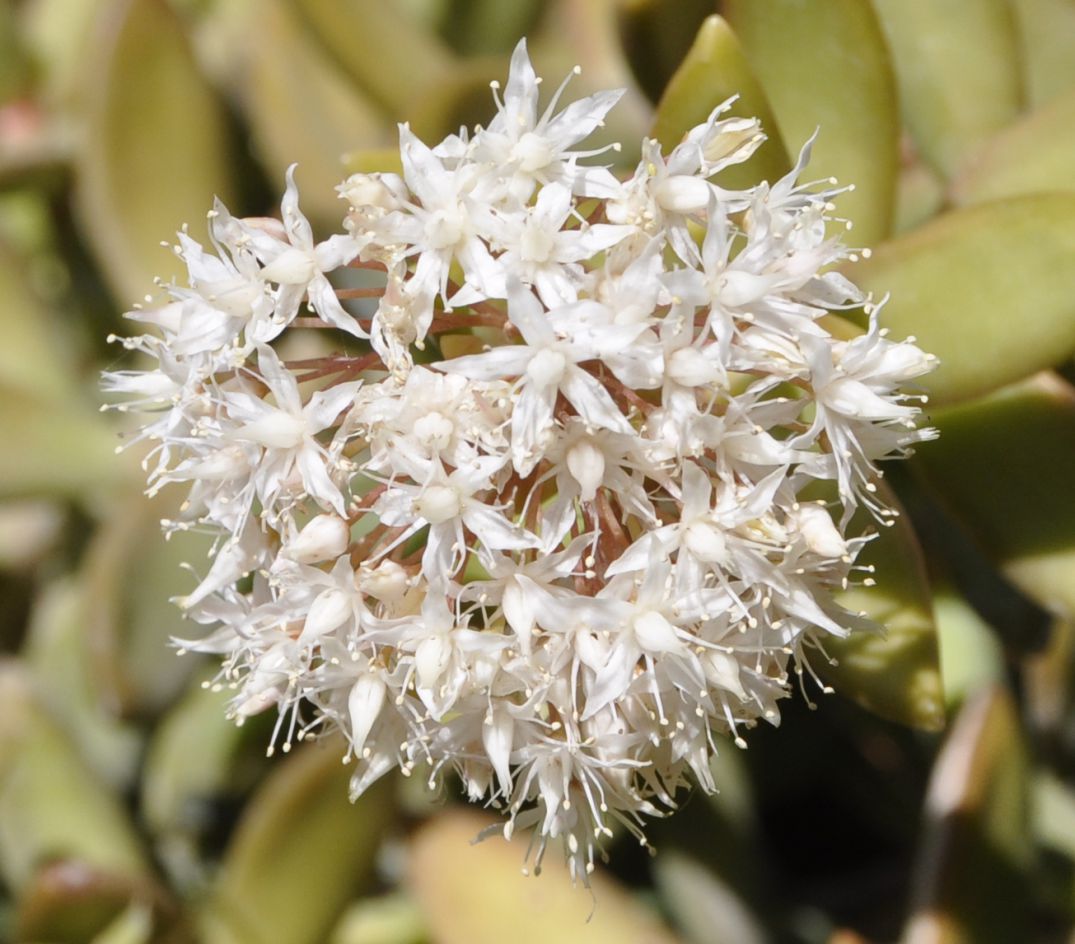 Image of Sedum adolphi specimen.
