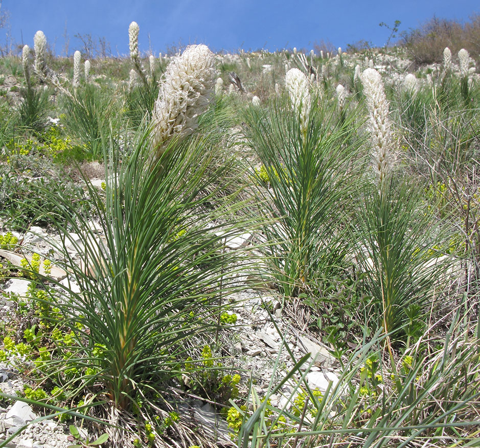 Изображение особи Asphodeline taurica.