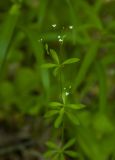 Galium davuricum