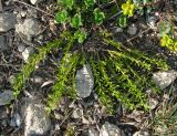 Thesium brachyphyllum. Цветущее растение. Крым, Симферополь, Марьино, степной склон. 18 апреля 2014 г.