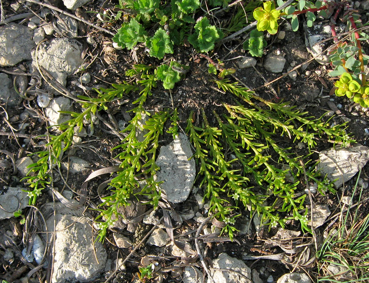 Изображение особи Thesium brachyphyllum.