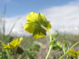 Potentilla sphenophylla. Цветок (вид со стороны чашелистиков). Краснодарский край, г. Новороссийск, пер. Волчьи ворота, степь на склоне горы. 19.04.2014.