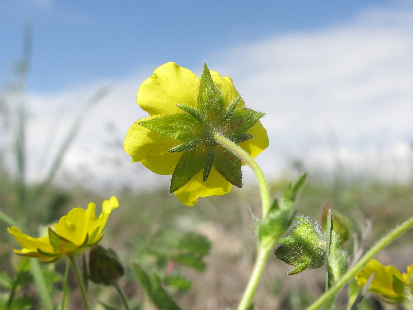 Изображение особи Potentilla sphenophylla.