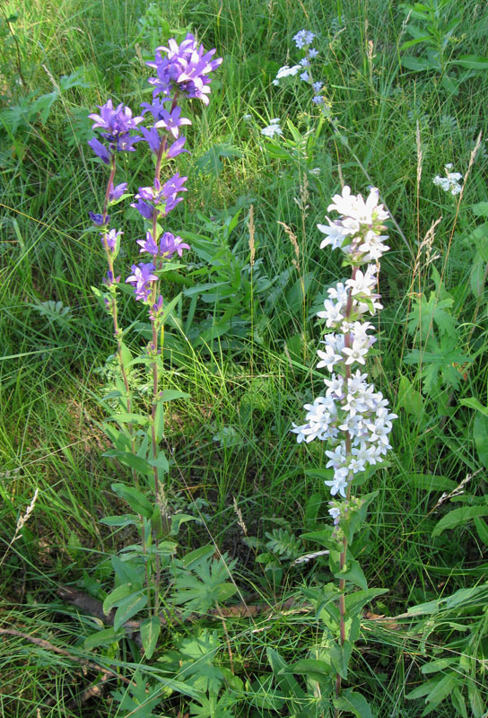 Image of Campanula glomerata specimen.