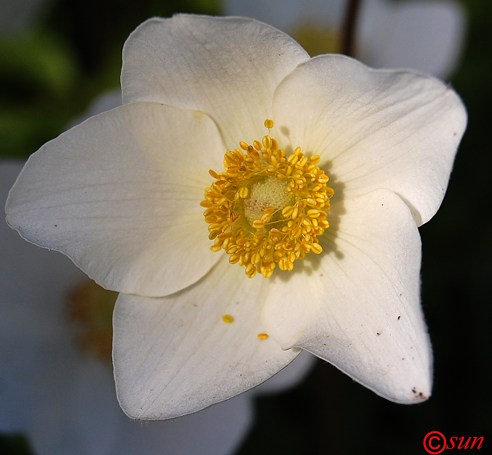 Изображение особи Anemone sylvestris.