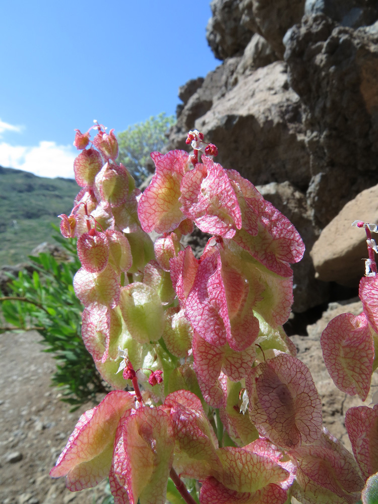 Изображение особи Rumex vesicarius.