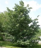 Tilia mandshurica