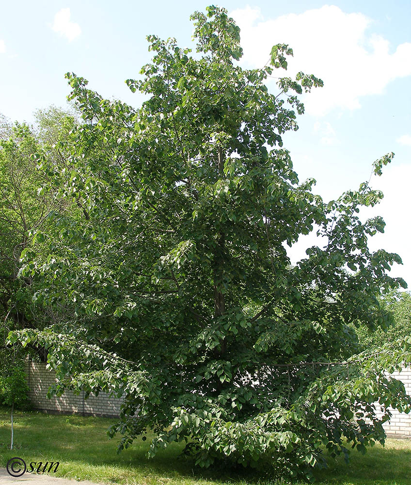 Image of Tilia mandshurica specimen.