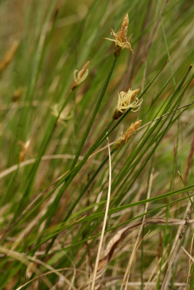 Изображение особи Carex obtusata.