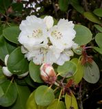 Rhododendron hemsleyanum. Верхушка ветки с соцветием, бутоном и прошлогодними плодами. Германия, г. Дюссельдорф, Ботанический сад университета. 04.05.2014.