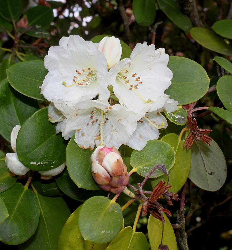 Изображение особи Rhododendron hemsleyanum.