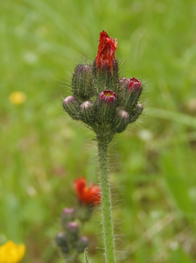 Image of Pilosella × roxolanica specimen.
