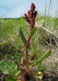 Rumex acetosa