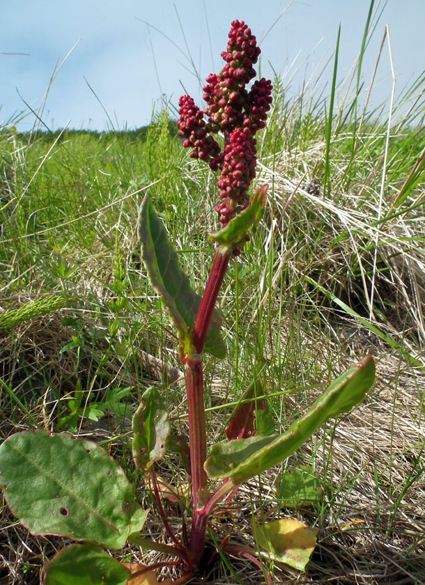 Изображение особи Rumex acetosa.
